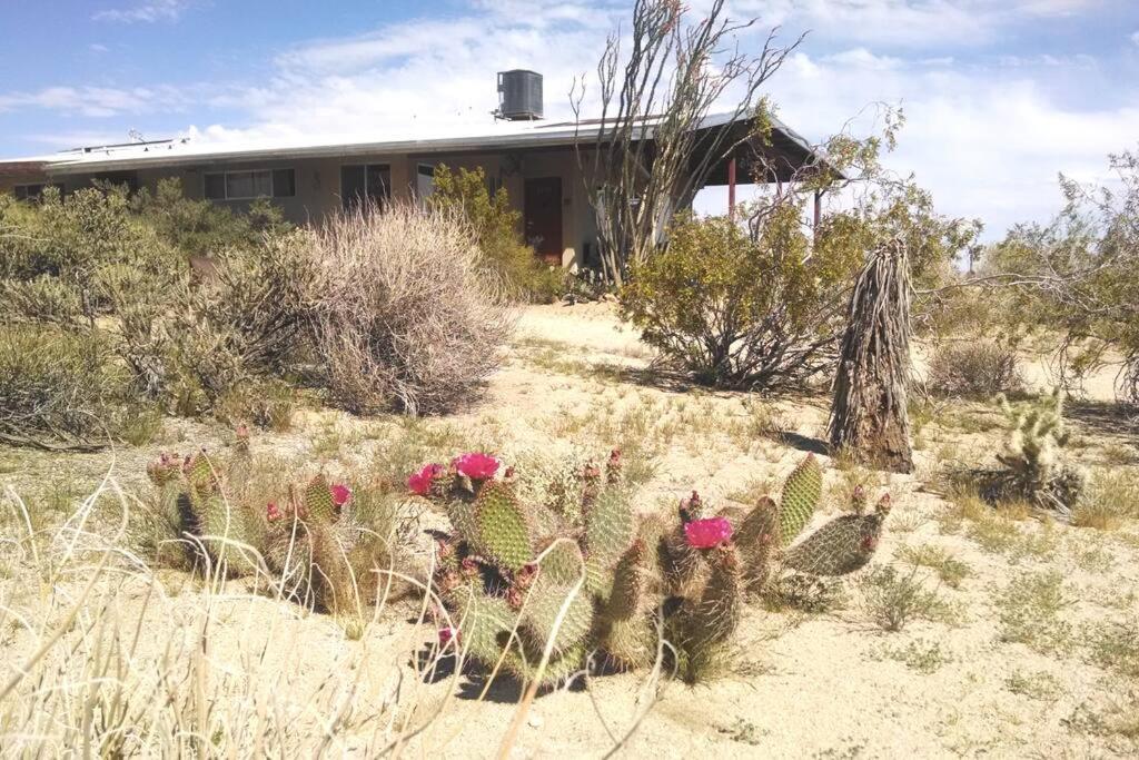 Steph'S Panorama Paradise-Nat'L Park Minutes Away Joshua Tree Exterior photo